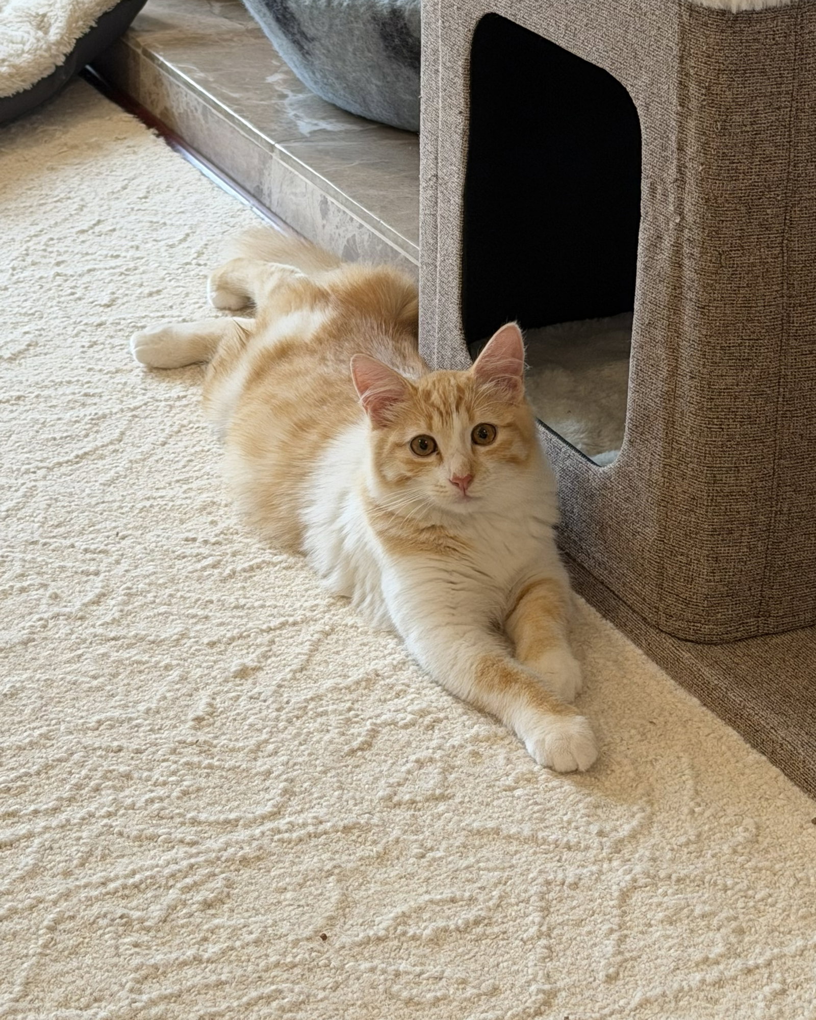 Honey Bee (bonded w/Pansy)