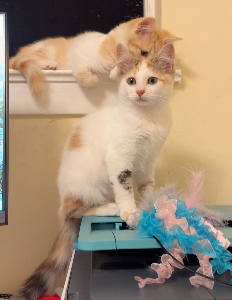 Pansy, a female Calico kitten up for adoption