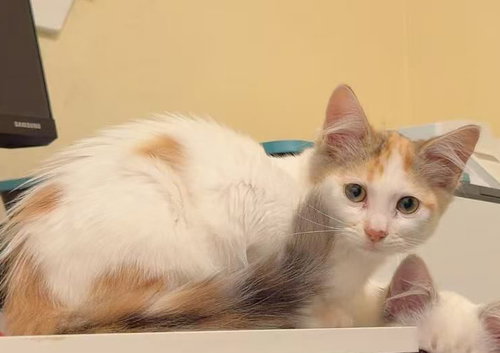 Photo 3 of Pansy (bonded w/Honey Bee)