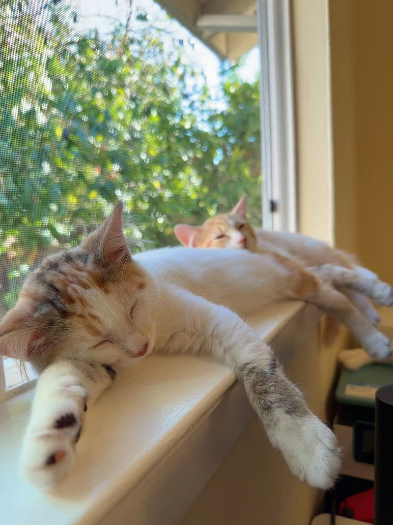 Pansy, photo 2