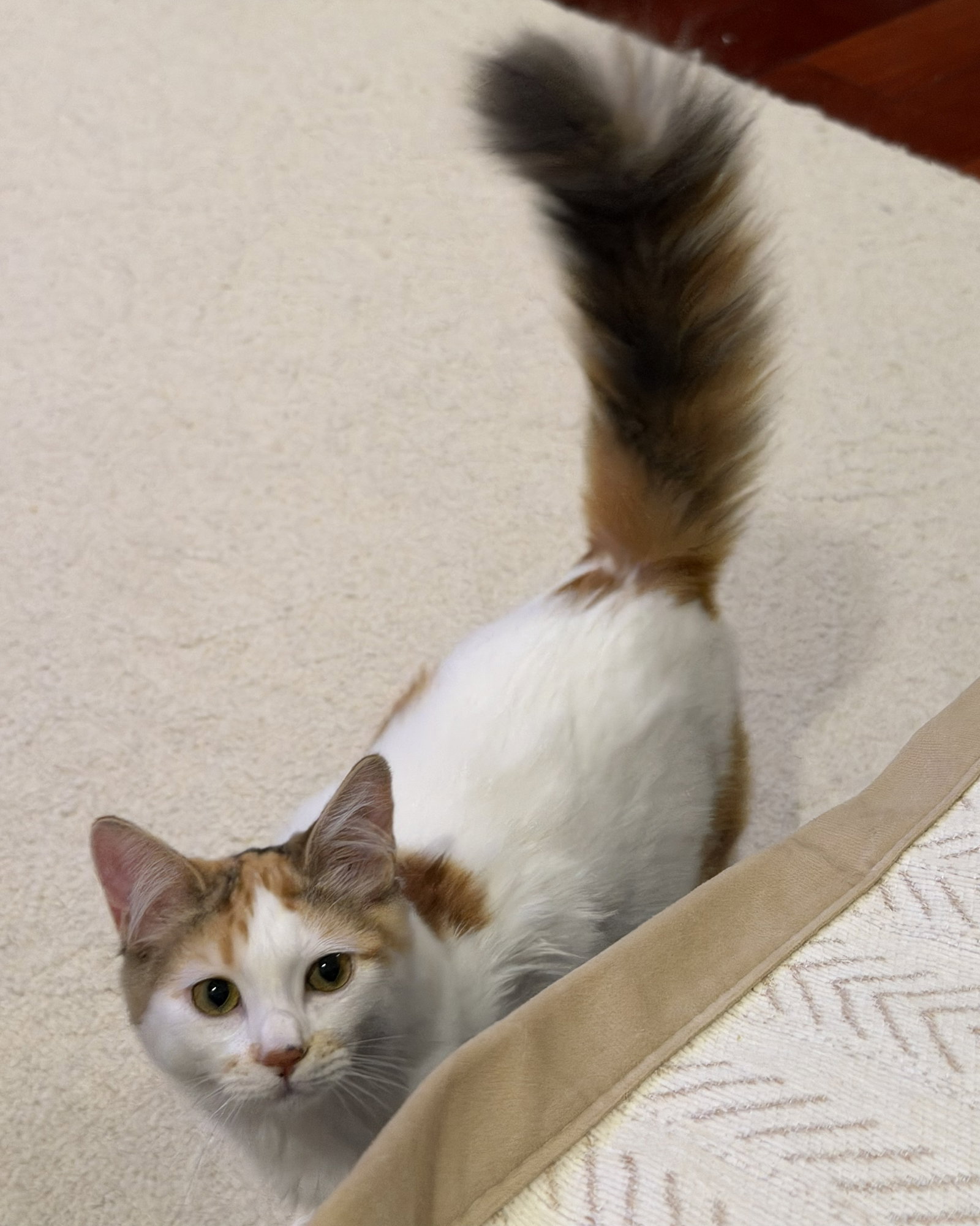 Pansy (bonded w/Honey Bee)
