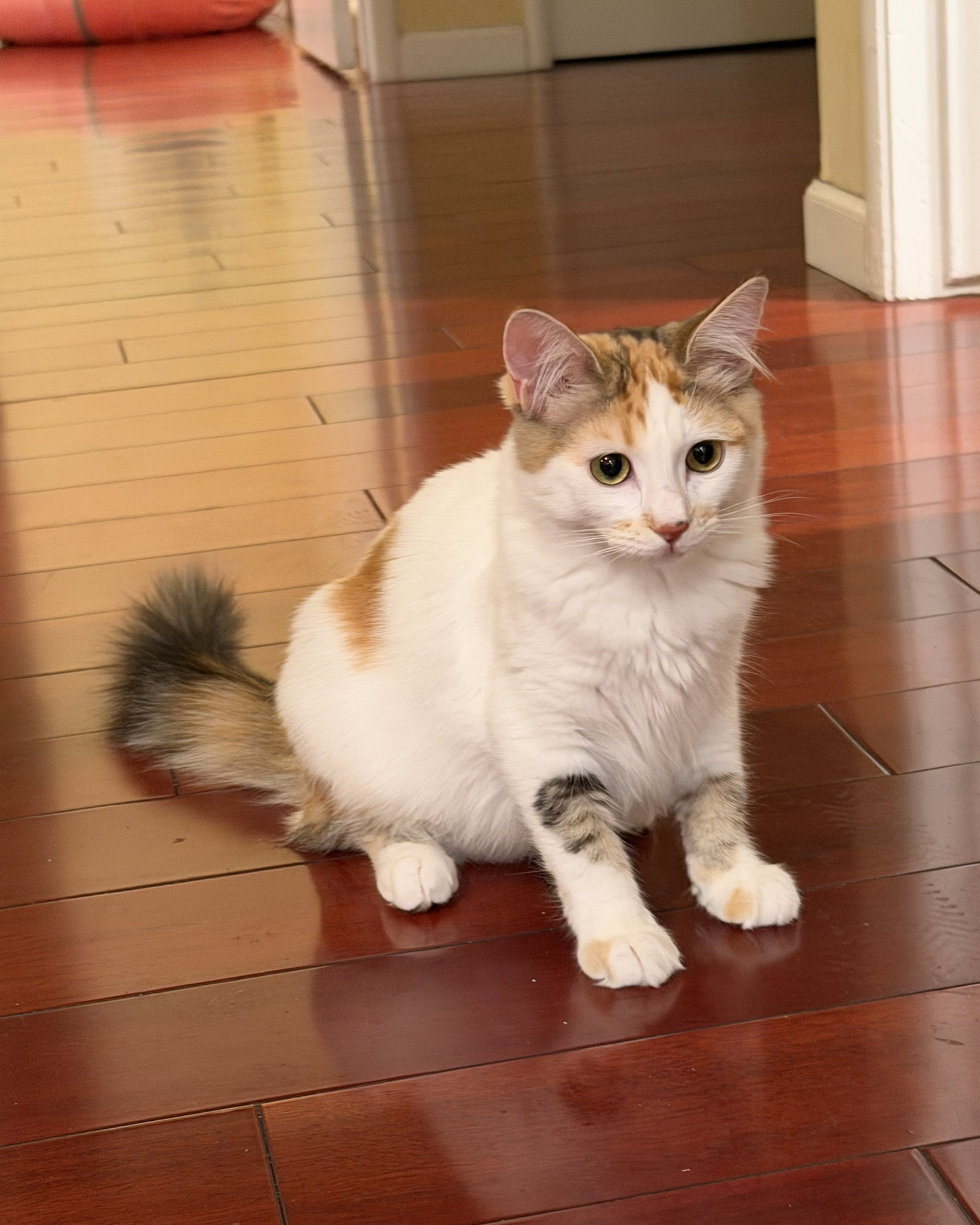 Pansy (bonded w/Honey Bee), photo 2