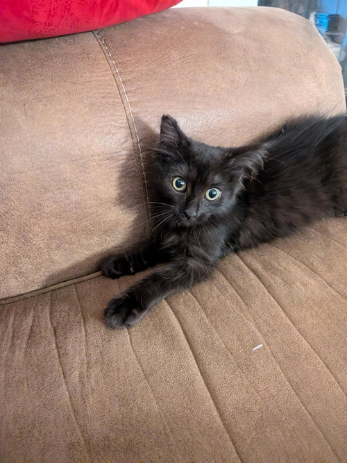 Gidget (Courtesy Post), a cat for adoption from The Dancing Cat