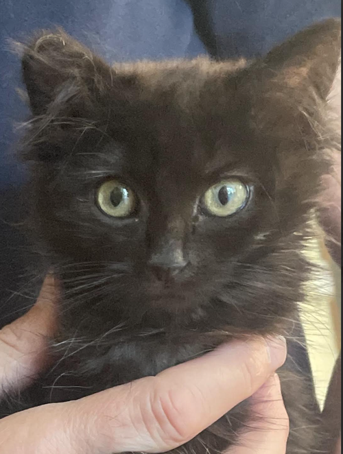 Photo 5 of Gidget (Courtesy Post)