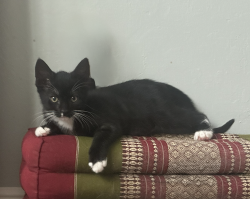 Clove bonded w/Larrya Lasagna, a cat for adoption from The Dancing Cat