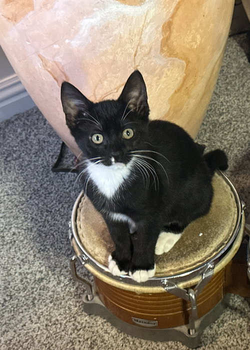 Clove (bonded w/ Larrya Lasagna), Domestic Short Hair / Mixed (short coat)