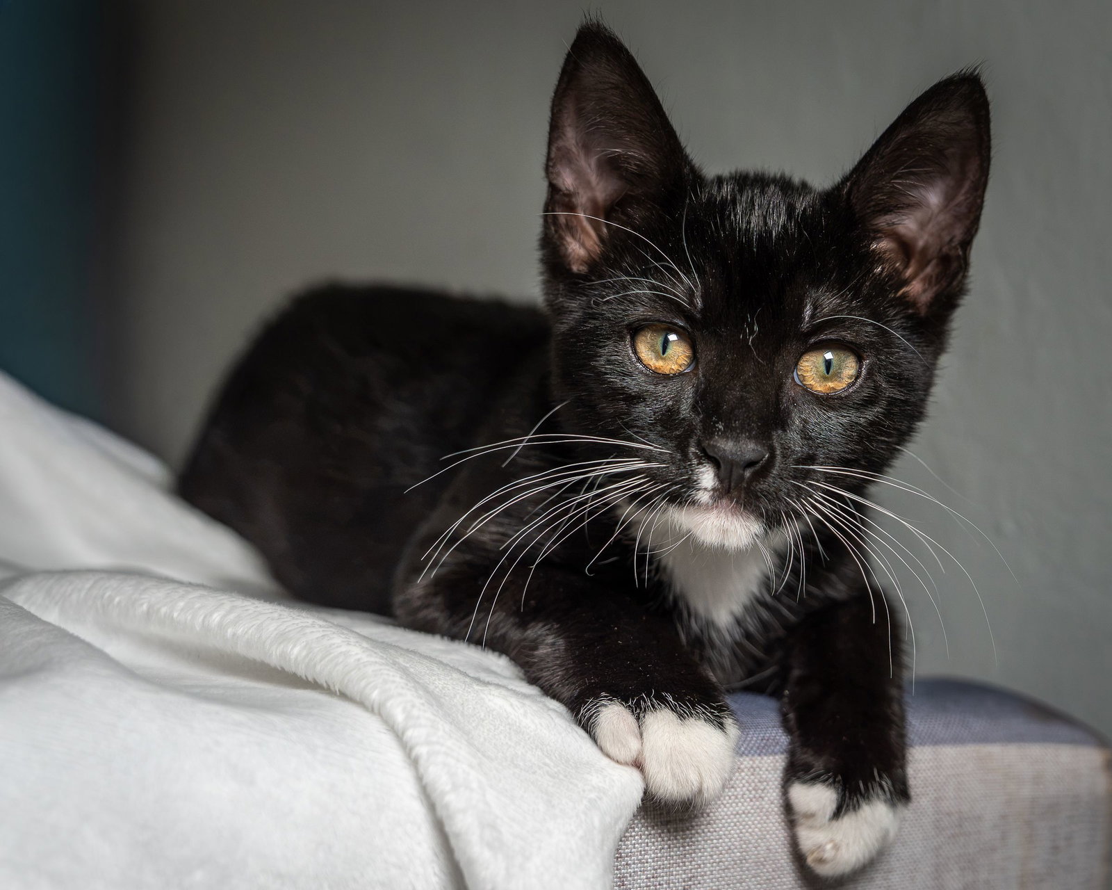 Nani (bonded w/ Lilow), photo 2