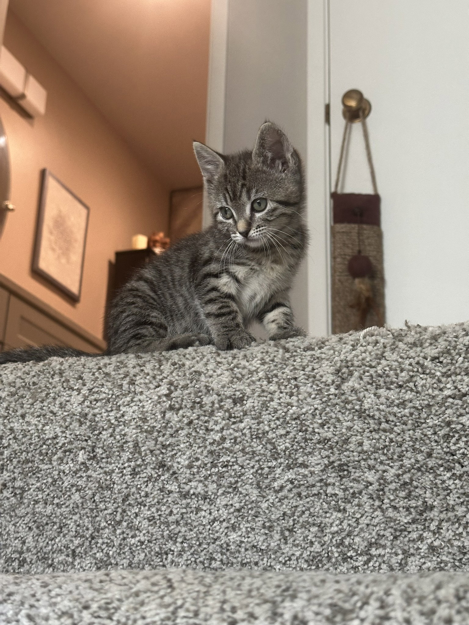 Lilow (bonded w/ Nani), photo 6