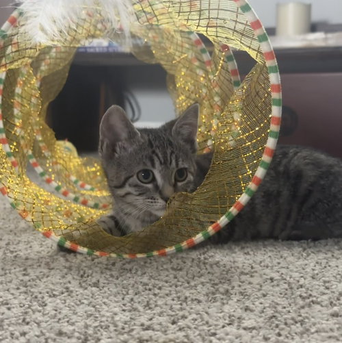 Larrya Lasagna bonded w/Clove, a cat for adoption from The Dancing Cat