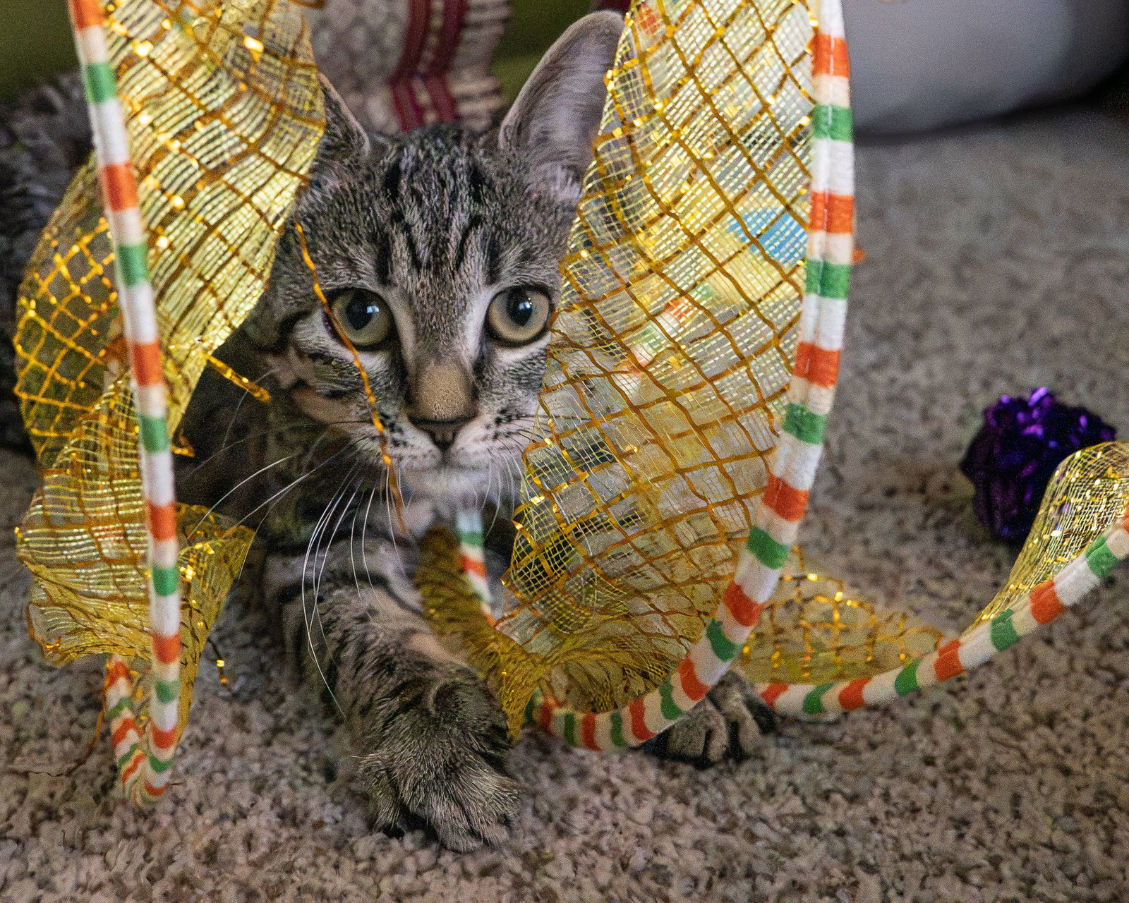 Lilow (bonded w/ Nani), photo 2