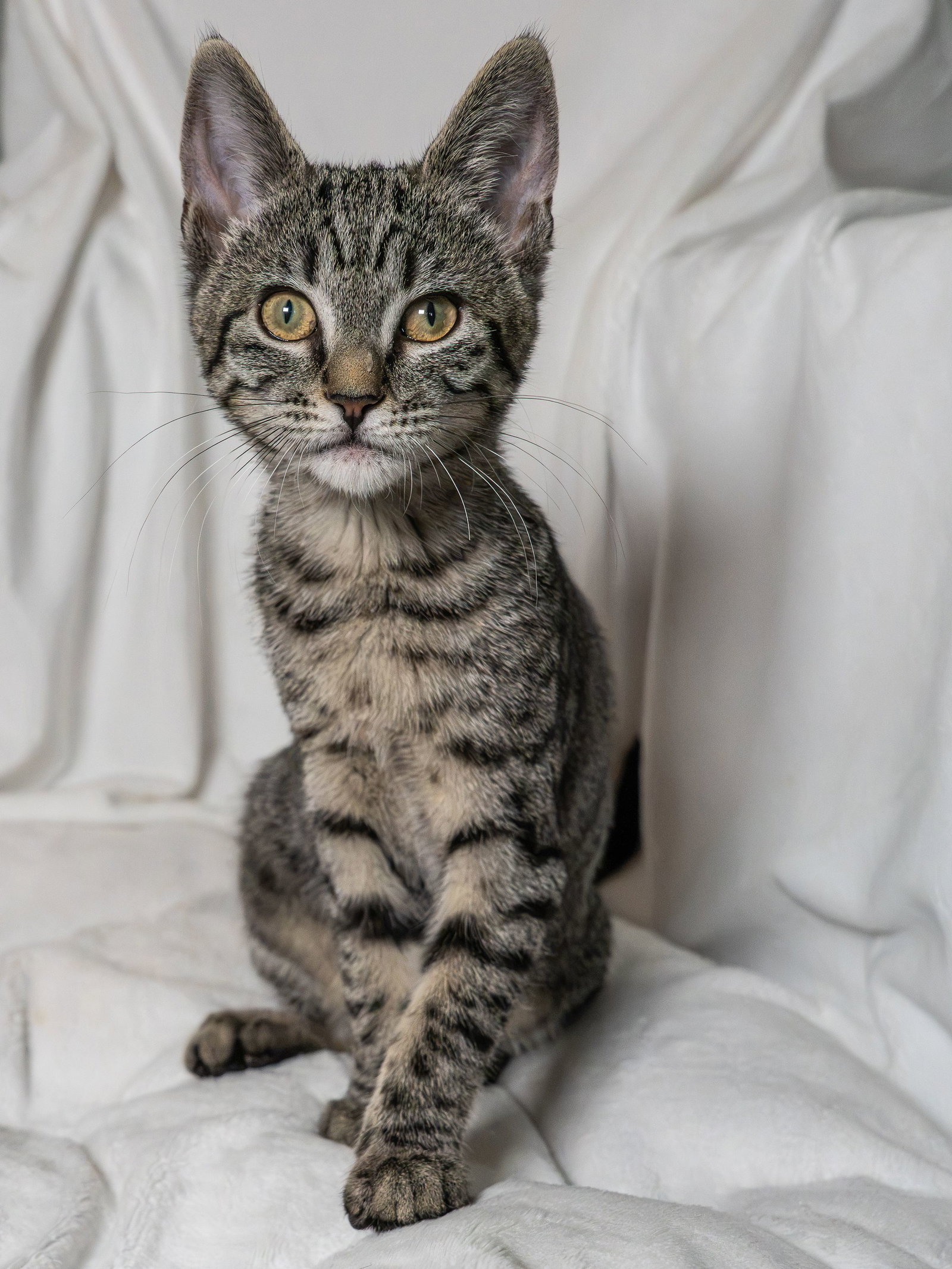 Lilow (bonded w/ Nani), photo 4