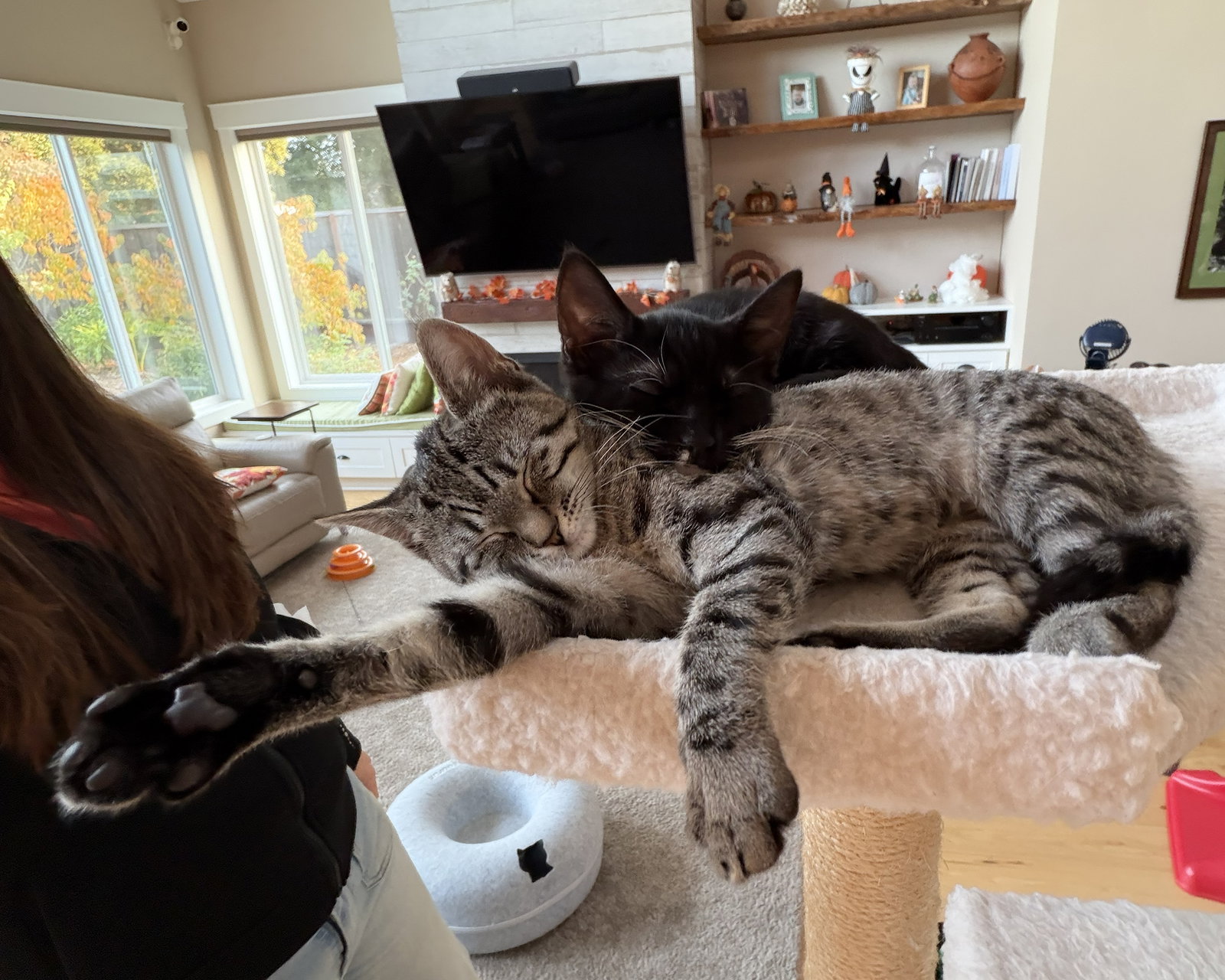 Lilow (bonded w/ Nani), photo 3