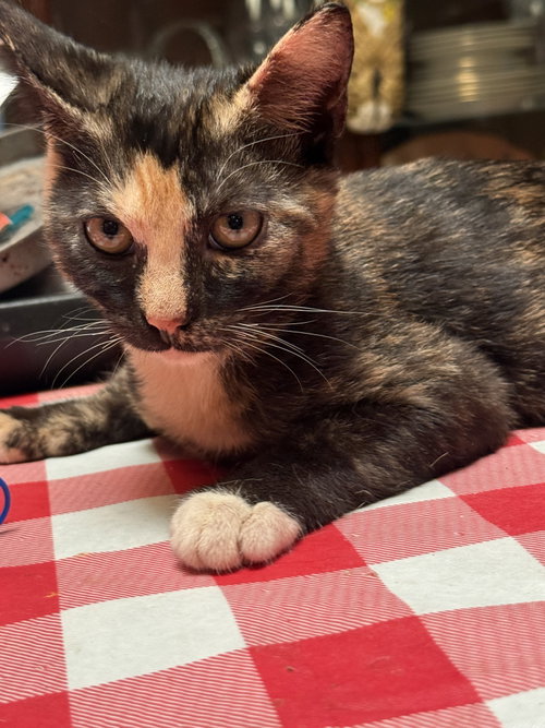 Roxie (Courtesy Post), a cat for adoption from The Dancing Cat