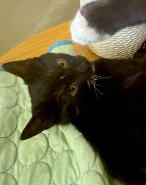 Rocco (Courtesy Post), a cat for adoption from The Dancing Cat