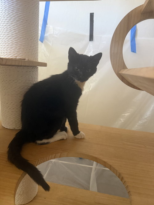 Rico (Courtesy Post), a cat for adoption from The Dancing Cat