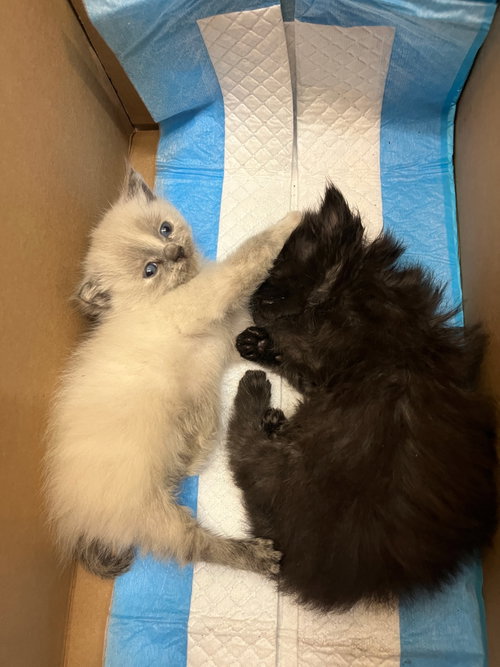 Photo 2 of Yang bonded w/Yin
