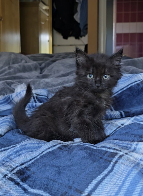 Yang bonded w/Yin, a cat for adoption from The Dancing Cat