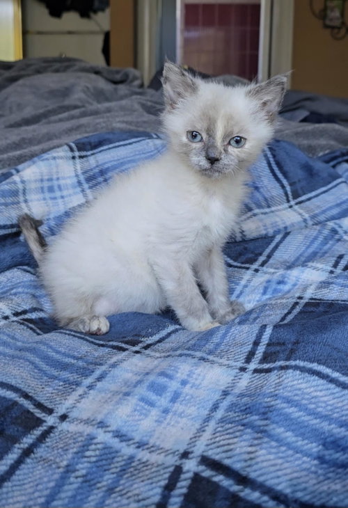 Yin bonded w/Yang, a cat for adoption from The Dancing Cat