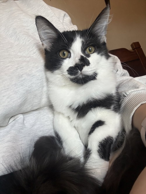 Chandler Moon (bonded w/ Nalia Jupiter), a cat for adoption from The Dancing Cat
