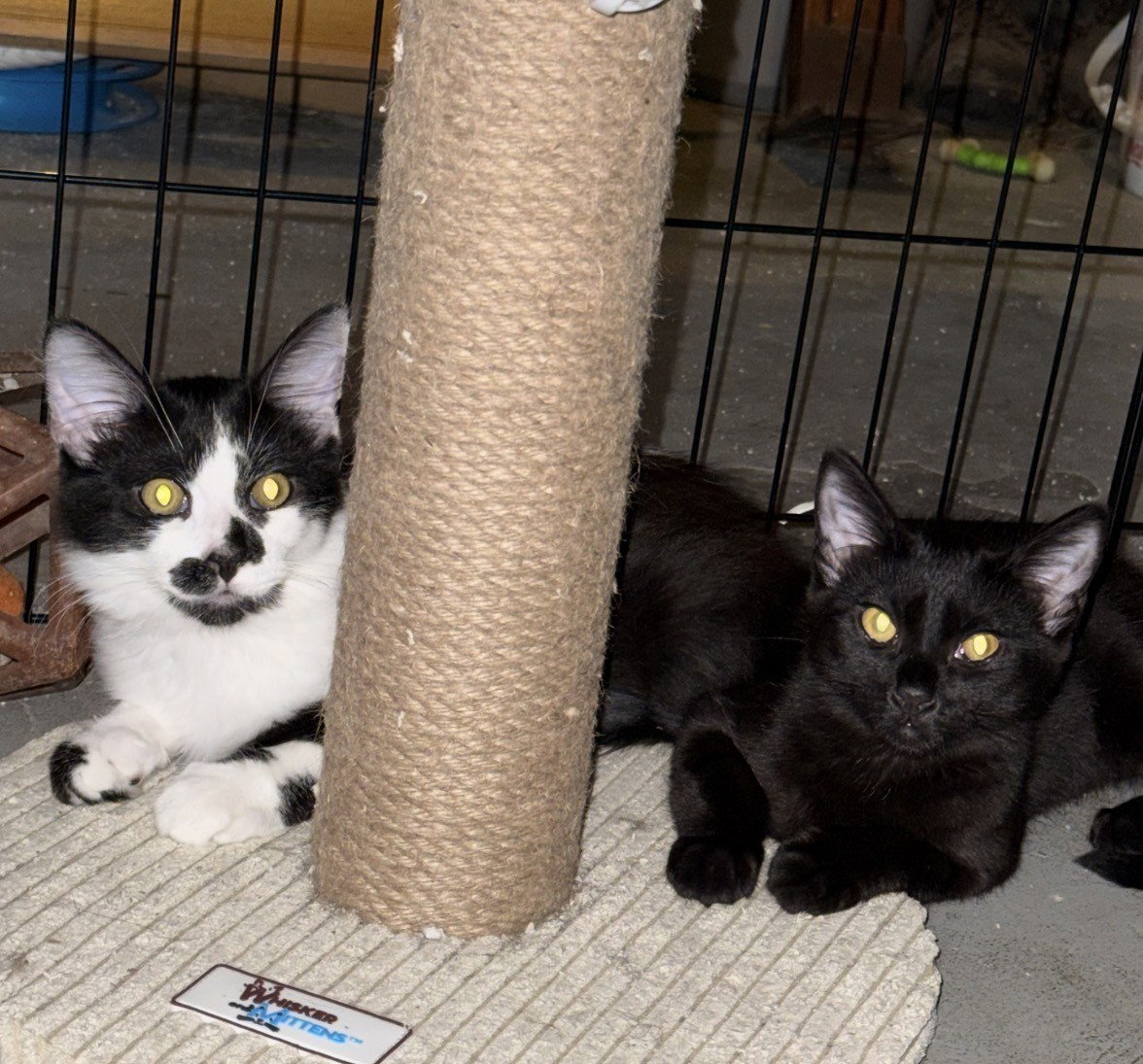 Chandler Moon (bonded w/ Nalia Jupiter), photo 5