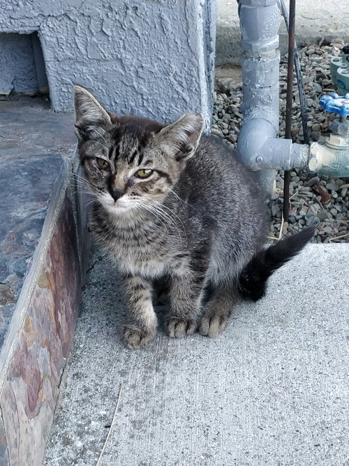 Jasper (Courtesy Post), a cat for adoption from The Dancing Cat