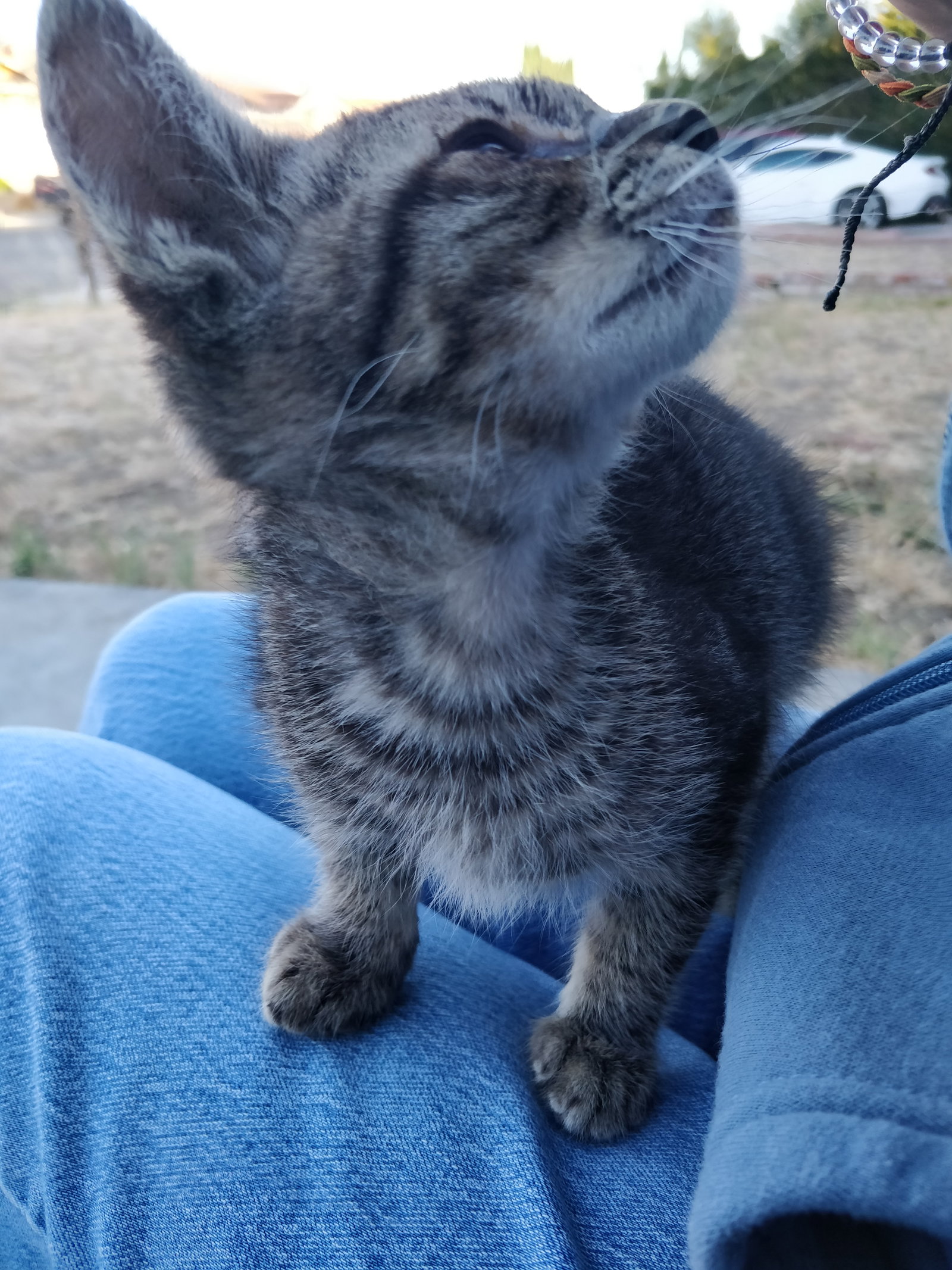 Jasper (Courtesy Post), photo 3