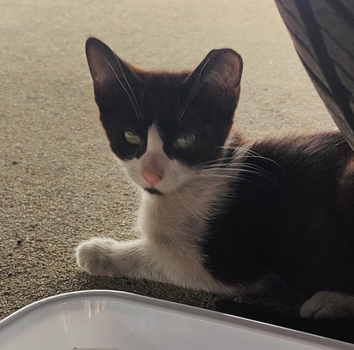 Domino (Courtesy Post), a cat for adoption from The Dancing Cat
