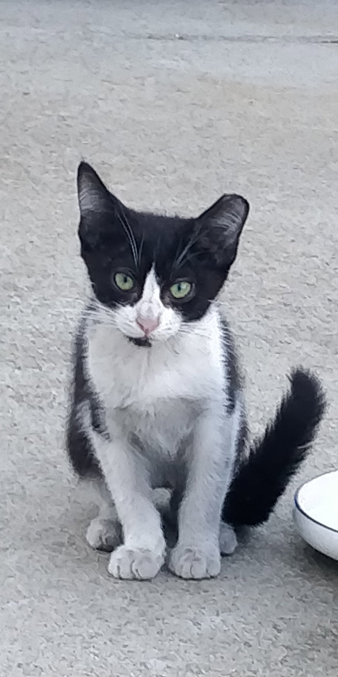 Domino (Courtesy Post), photo 2