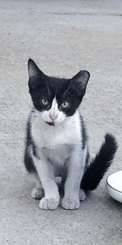 Photo 2 of Domino (Courtesy Post)
