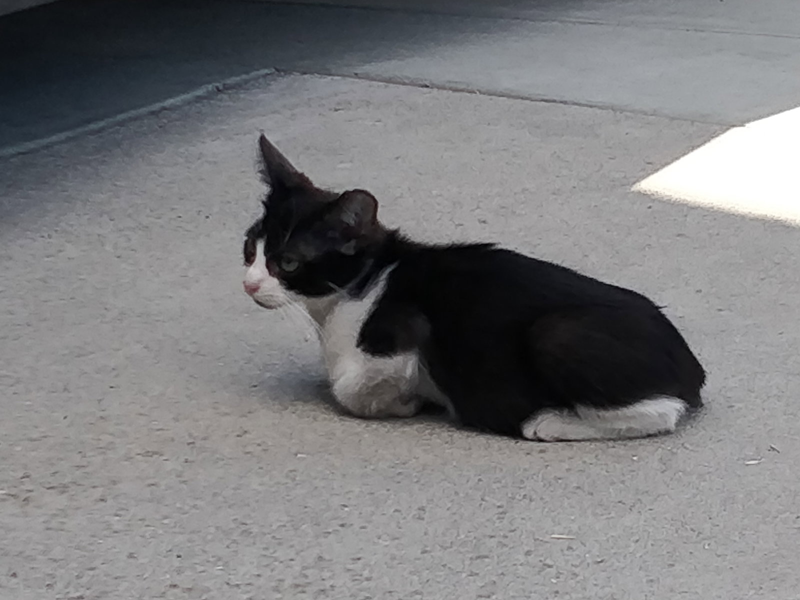 Domino (Courtesy Post), photo 3