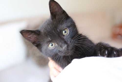 Rolo, a cat for adoption from The Dancing Cat