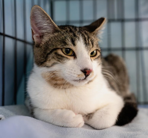 Logan the Landlord (bonded w/ Comet McCometFace), a cat for adoption from The Dancing Cat
