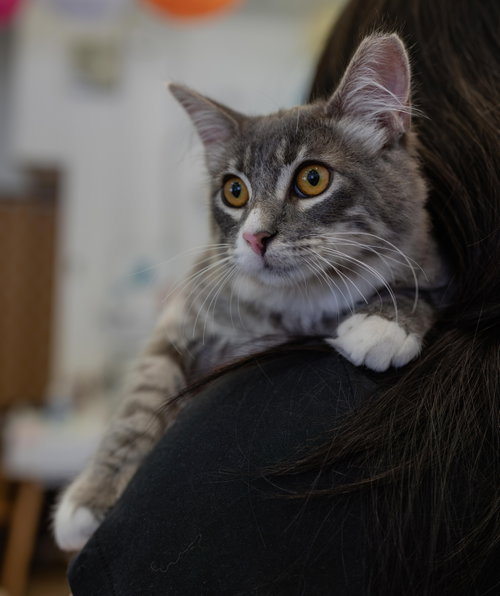 Comet McCometFace (bonded w/ Logan the Landlord), a cat for adoption from The Dancing Cat