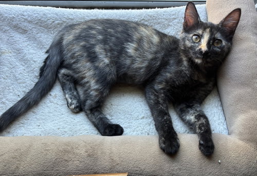 Chloe & Mira (Courtesy Post), a cat for adoption from The Dancing Cat