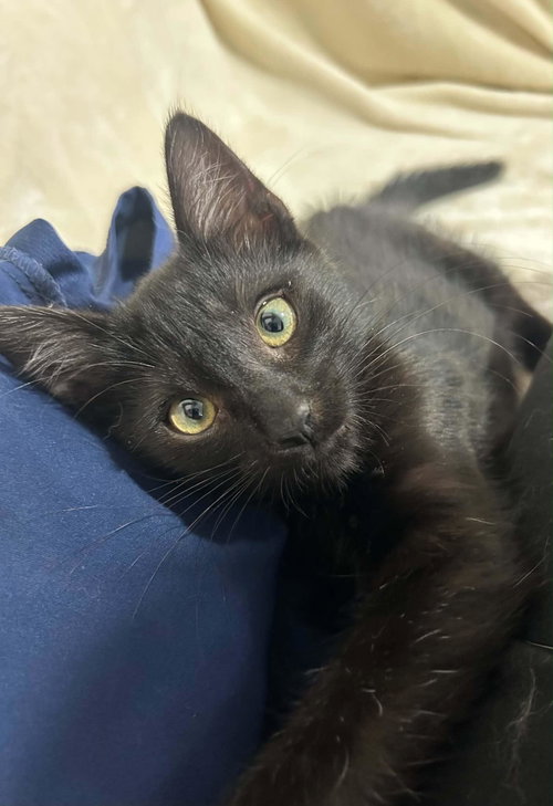Joey Purrone, a cat for adoption from The Dancing Cat