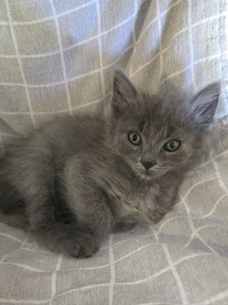 Steelix bonded w/Uxie, photo 3
