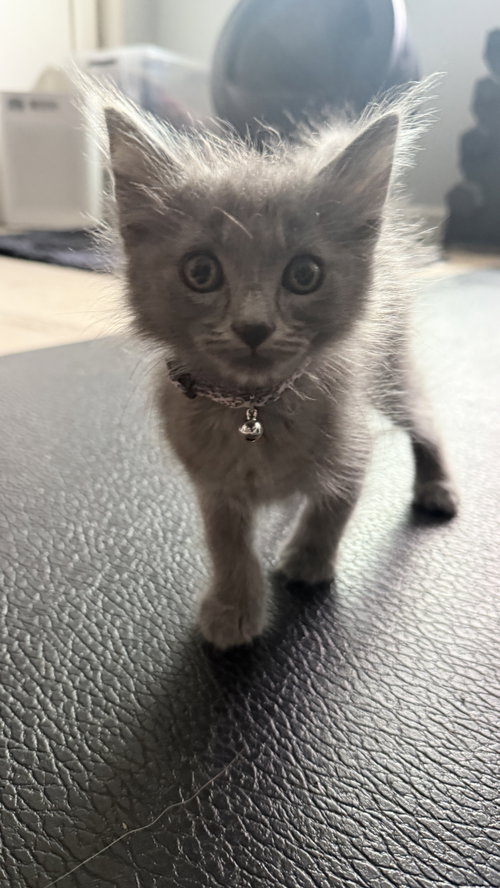 Steelix bonded w/Onix, a cat for adoption from The Dancing Cat