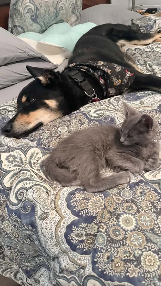 Steelix bonded w/Uxie, photo 3