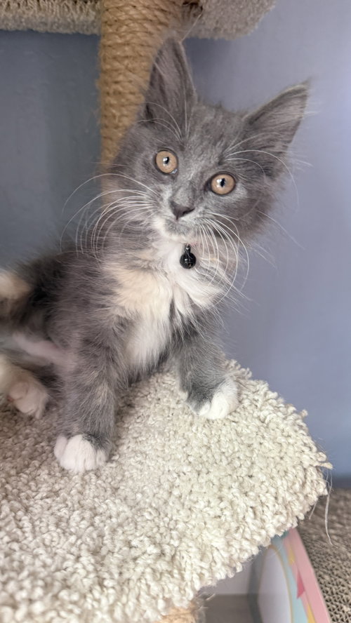 Onix bonded w/Steelix, a cat for adoption from The Dancing Cat