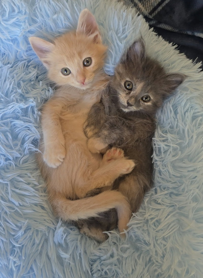 Uxie bonded w/ Steelix, photo 4