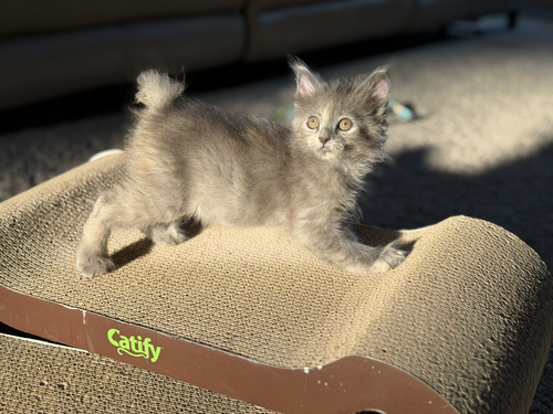 Uxie, a cat for adoption from The Dancing Cat