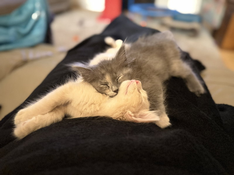 Uxie bonded w/ Steelix, photo 3