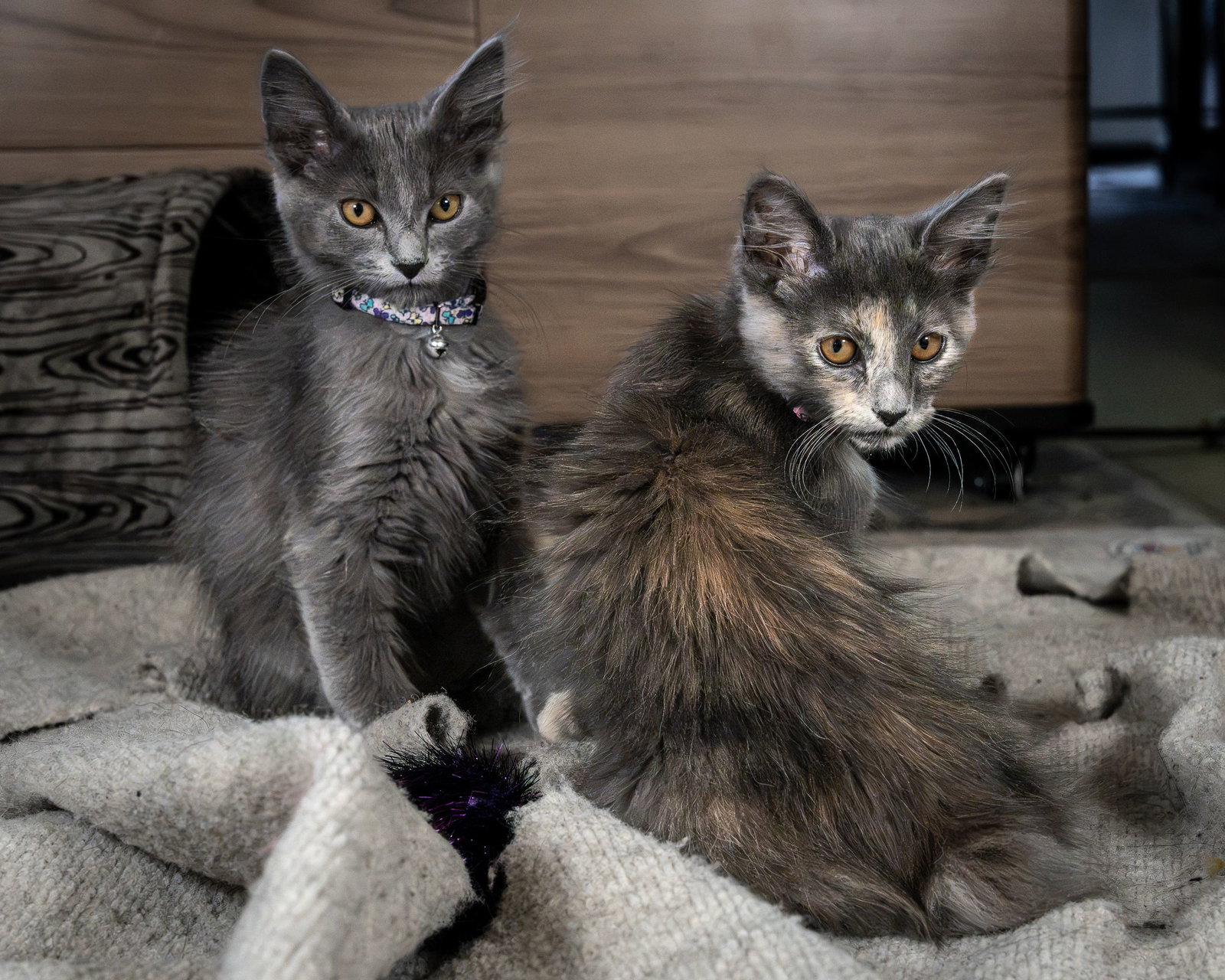 Uxie bonded w/ Steelix, photo 6