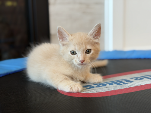 Kronk, a cat for adoption from The Dancing Cat