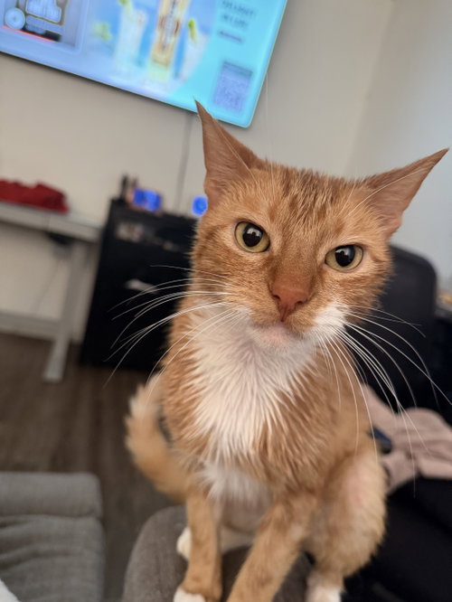 Sox (Courtesy Post), a cat for adoption from The Dancing Cat