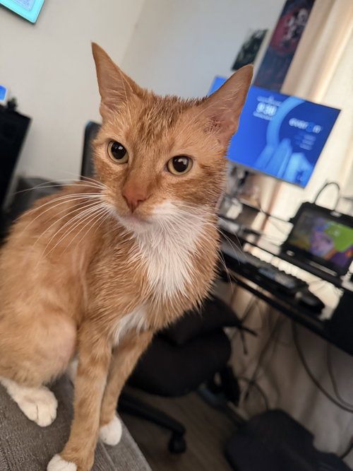 Photo 2 of Sox (Courtesy Post)