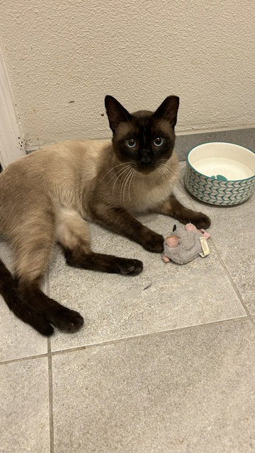 Sammy (Courtesy Post), a cat for adoption from The Dancing Cat