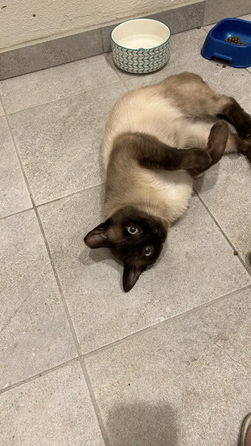 Sammy (Courtesy Post), photo 2
