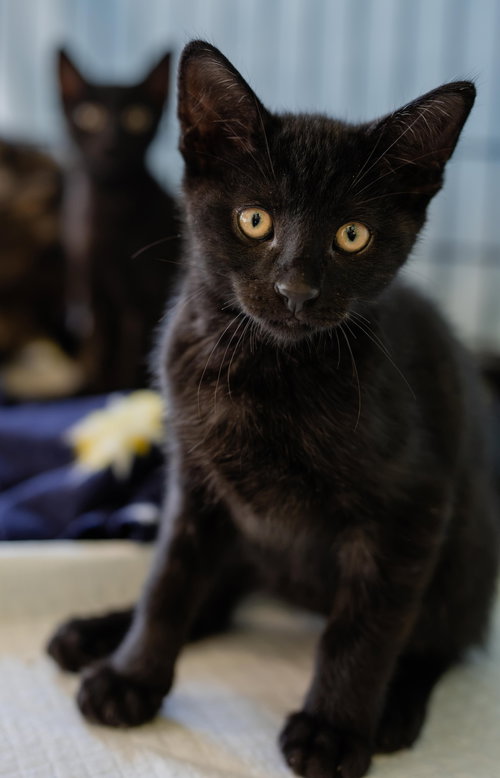 Erna, a cat for adoption from The Dancing Cat