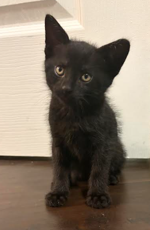 Fiasco (bonded w/ Smarty), a cat for adoption from The Dancing Cat